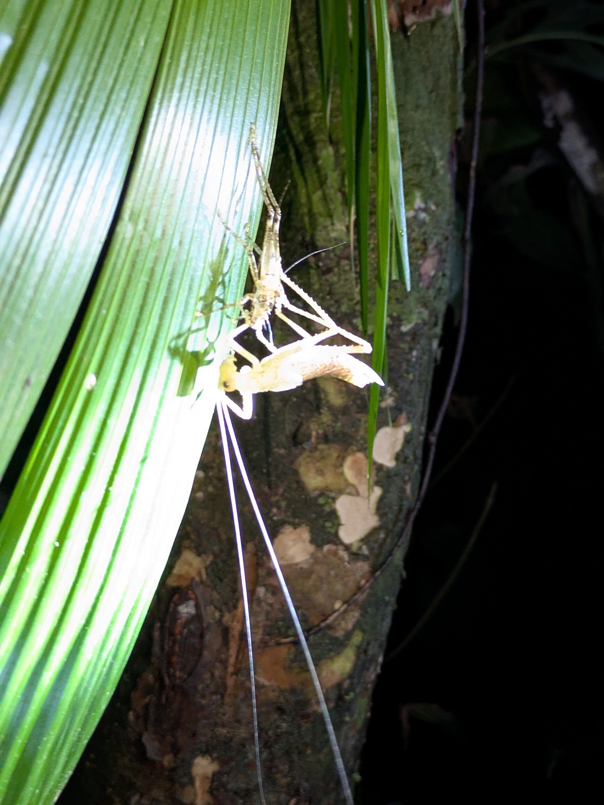 Своя атмосфера