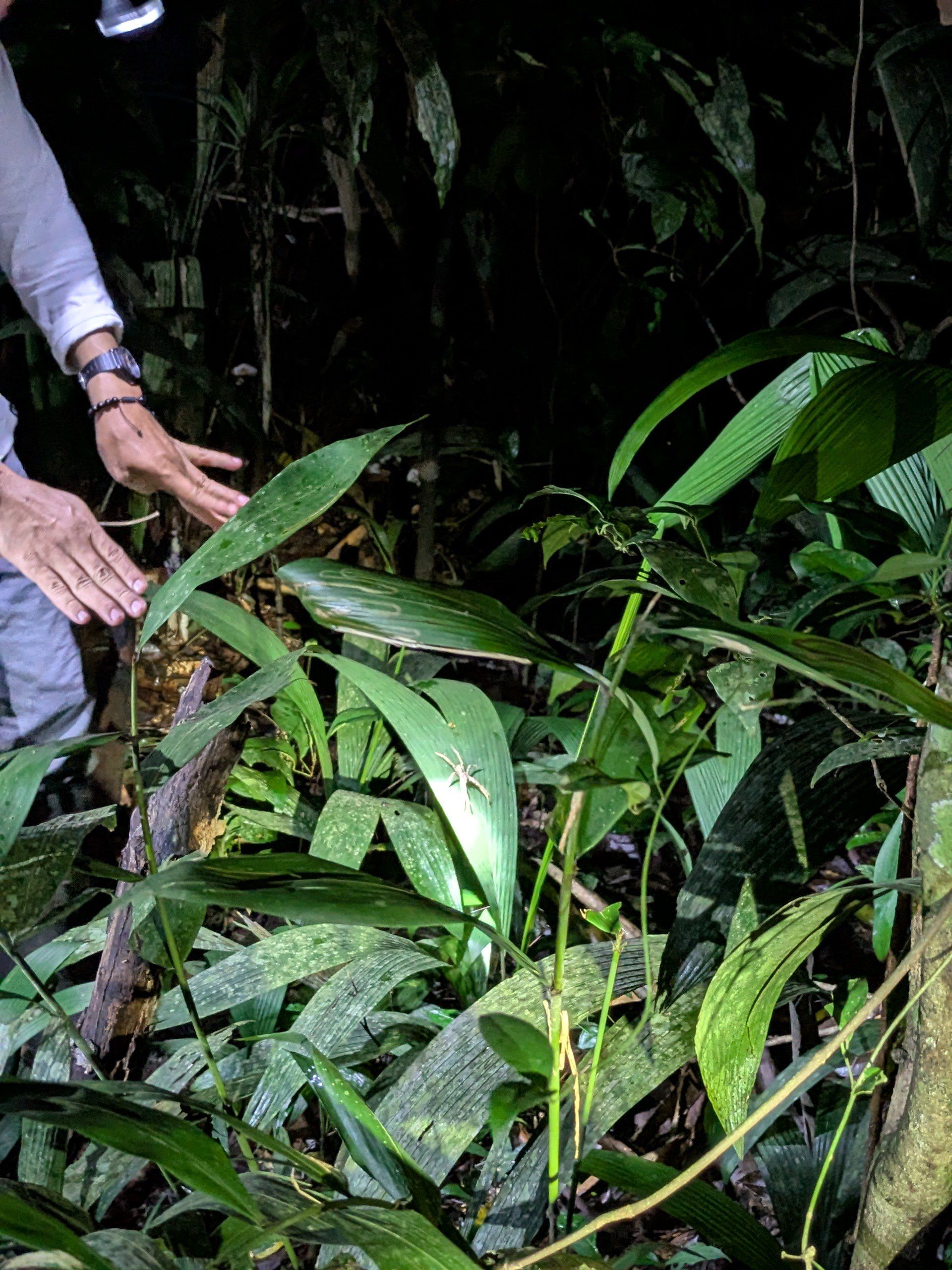 Ещё какой-то паук