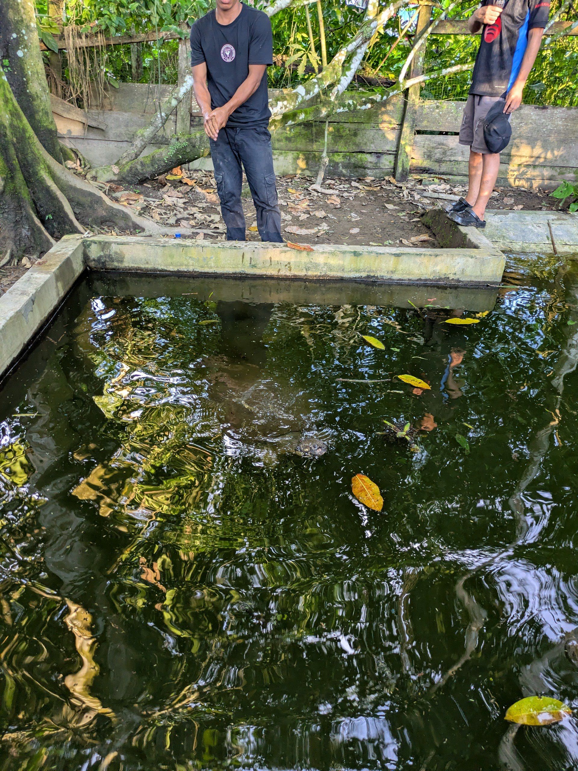 Черепахи. Не ниндзя