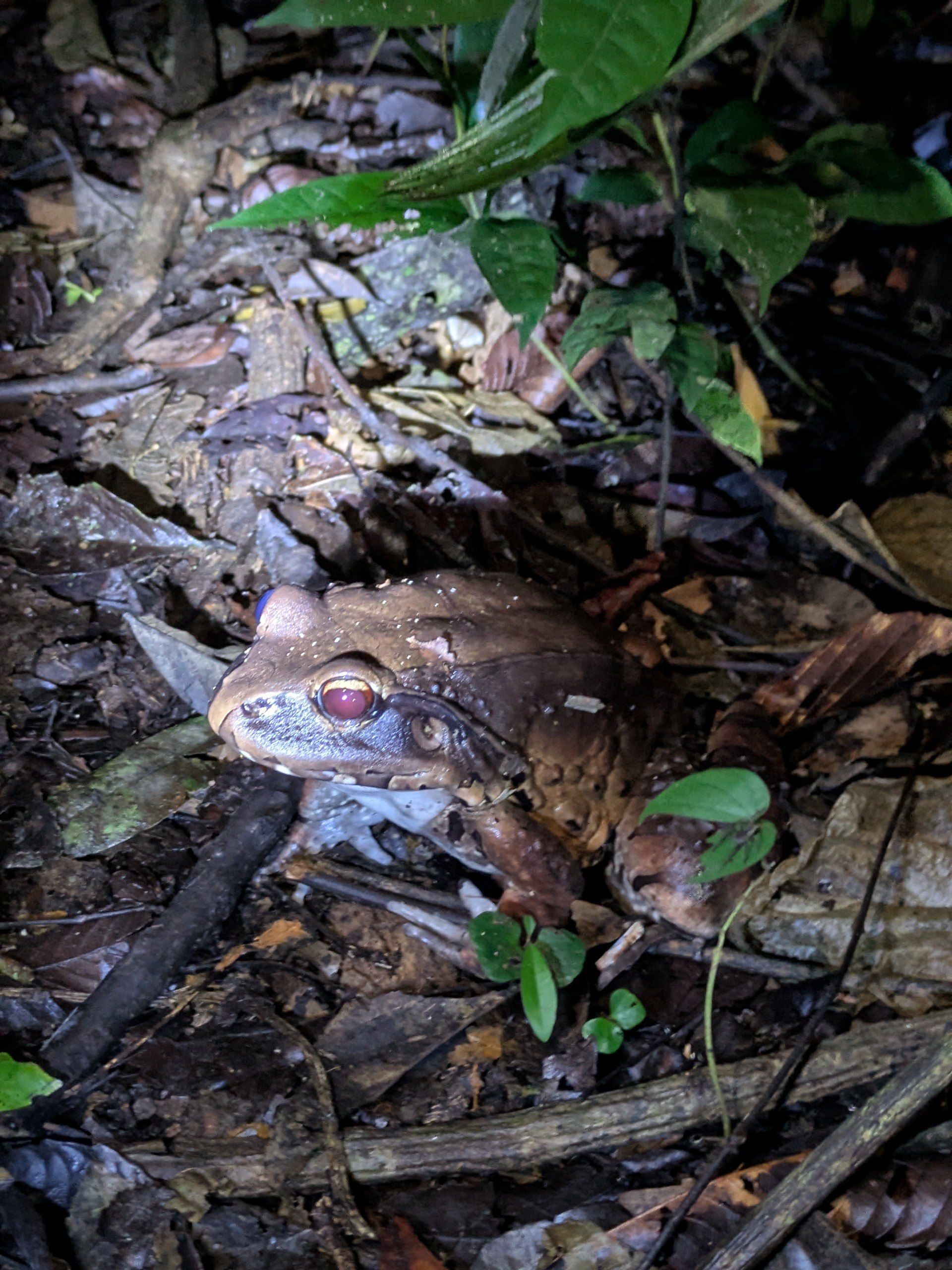 Эта тварь сантиметров 20 в длину
