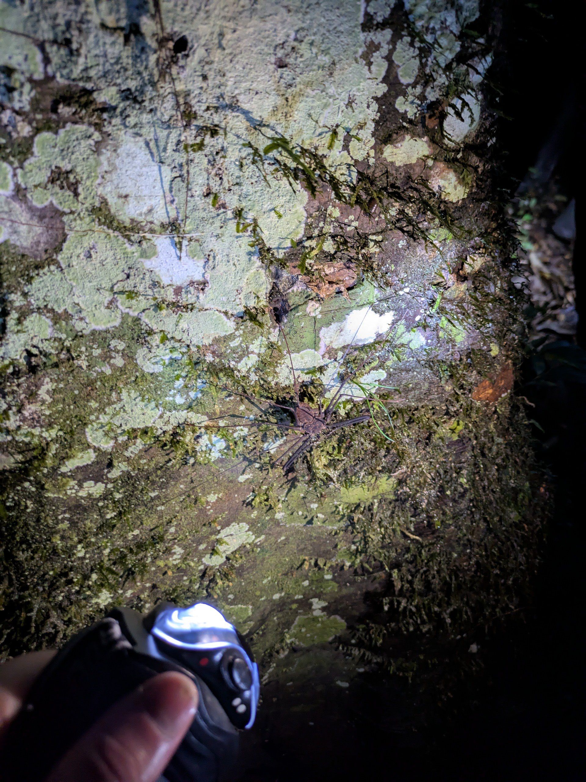 Паук-скорпион